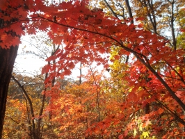 Осенние листья,шумят и шумят..... 0